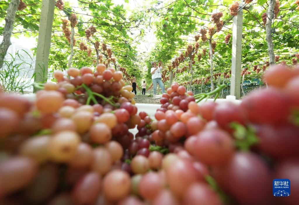 菠菜网下载